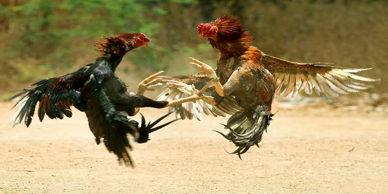 Hướng dẫn cách chơi đá gà 78Win một cách đơn giản dễ hiểu