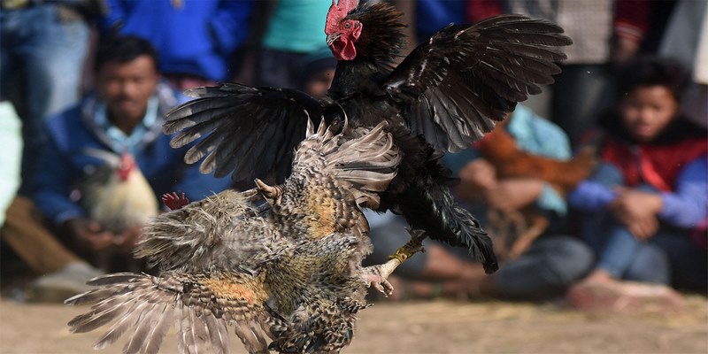 Đá gà cựa dao là một hình thức cá cược đá gà đặc biệt