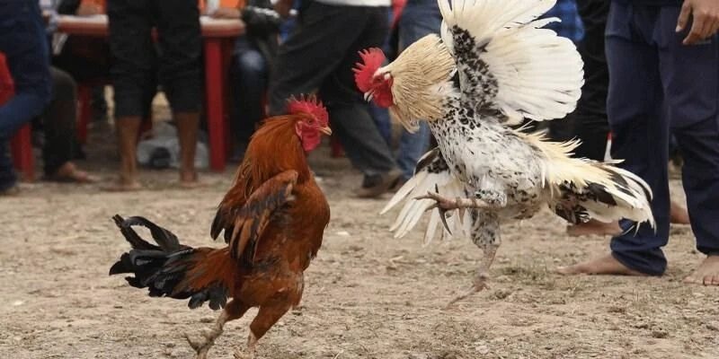 Một số giống gà thường được sử dụng trong đá gà cựa dao