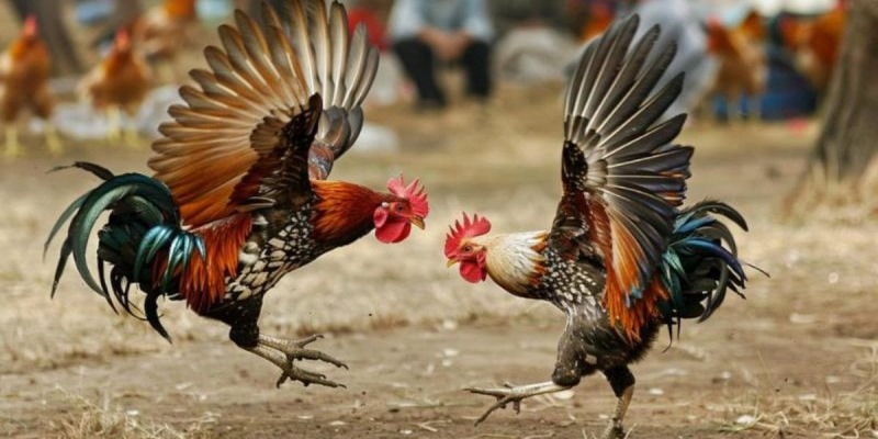 Đá gà Thomo trực tuyến là một trong những hình thức cá cược đá gà phổ biến