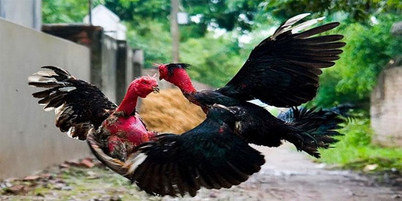 Đá gà Thomo trực tuyến có rất nhiều ưu điểm vượt trội so với đá gà truyền thống